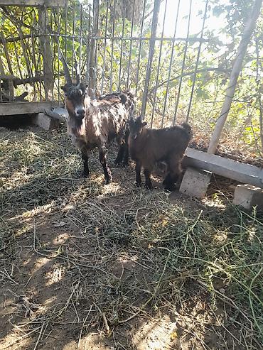 quzu qəlibi: 1 Bogazdi ekiz dogan kecidi cavan suduk damazdigdi birde balali — 4