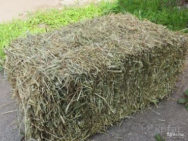 арбуз цена за кг 2022 бишкек: Продаю тюки сено. Разнотравье, клевера мало