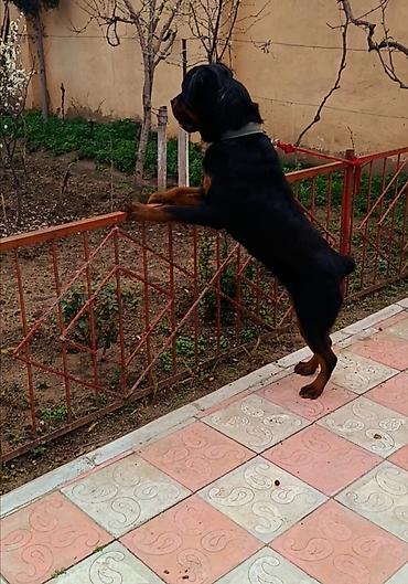 tap az itler pulsuz: Rotveyler, 7 ay, Dişi, Peyvəndli, Ünvandan götürmə — 5