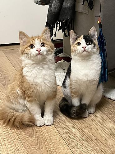 Отдаю котят в добрые руки! Возраст 3 месяца. Трехцветная - девочка at lalafo.kg Отдаю котят в добрые руки! Возраст 3 месяца. Трехцветная - девочка