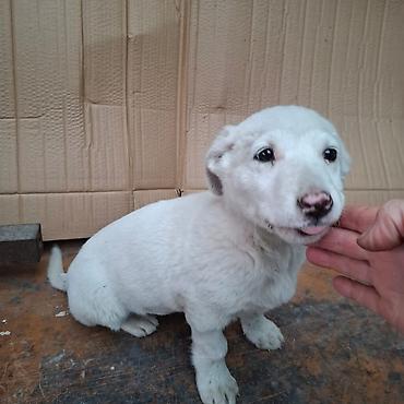 Отдам даром собаку: Щенок белого окраса - Порода: без породной принадлежности (метис) - — 5