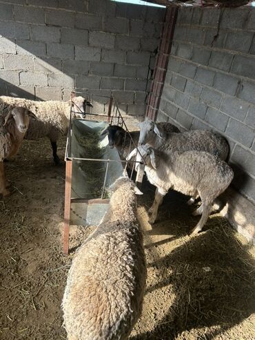 куплю свиней живым весом срочно: Сатам | Ургаачы кой (ургаачы), Кочкор (эркек)