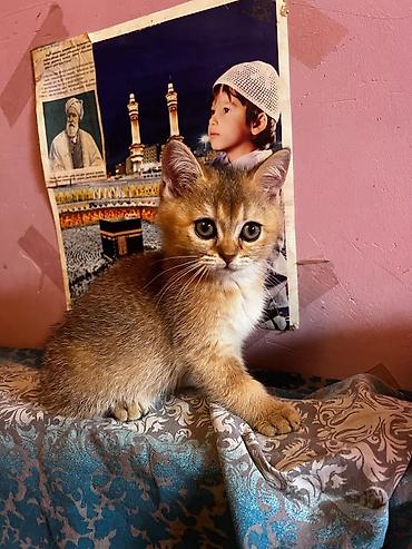 Qızıl şinşilla lalafo.az -da Qızıl şinşilla