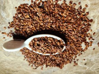 Toxumlar: Thuja toxumları, sərv, Arizona sərv, mavi thuja, qərb thuja və şərq — 8