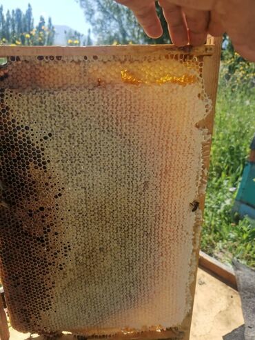 Мёд: Токтогульский мед,100℅чистый 1л-750сом 1бачок-15000т — 10