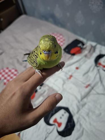хомяк купить: 1 cüt mehebbet quşu qefesi ve aksesuarları ile birlikde alıcıya cüzi — 3
