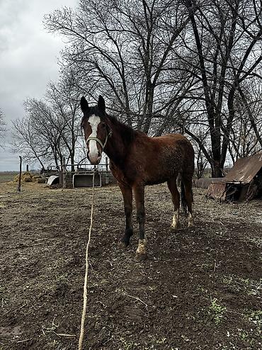 Лошади, кони: Продаю | Кобыла (самка), Конь (самец), Жеребенок | Полукровка | На забой, Для разведения, Для молока — 23