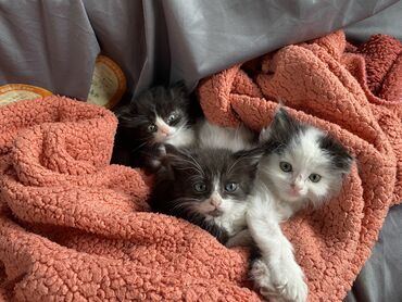 объявления о пропаже животных: Кошка даром: Беспородная, 3 месяца, Мальчик, Приучена к лотку, Проглистована