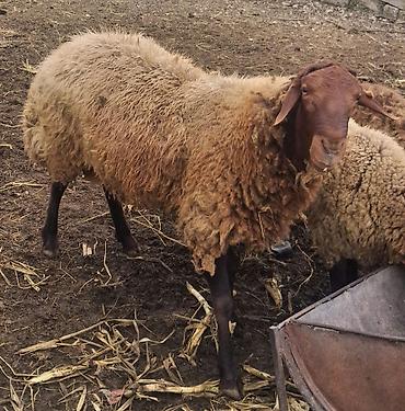 cins atlar: QOÇ: 2yaş yarımlıq damazlıq heyvan.
Diri çəkisi 85-90kq — 4