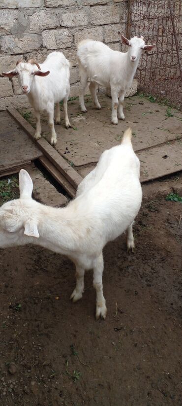Keçi, çəpiş: Ağ rəngli yerli keçilər – bir qrup halda. - Qulaqları sallanan, qısa — 4