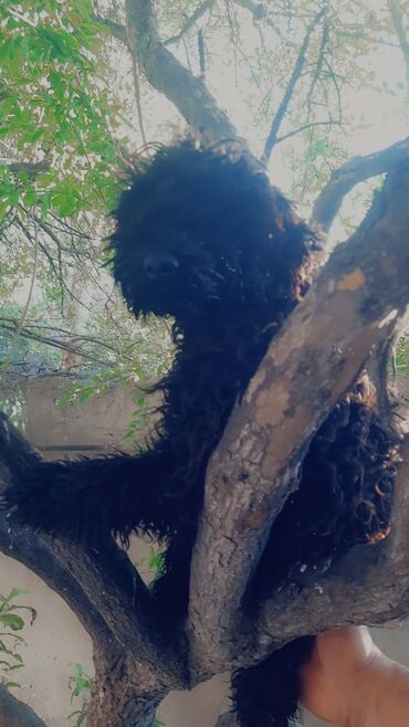İtlər: Pudel, 4 ay, Erkek, Cütləşmə üçün, Ünvandan götürmə