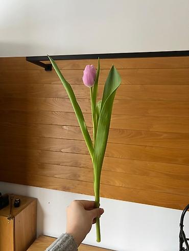 Букеты из живых цветов: Тюльпан оптом 2026 Продам оптом оптом оптом От 500шт Самые лучшие at lalafo.kg — 7 Букеты из живых цветов: Тюльпан оптом 2026 Продам оптом оптом оптом От 500шт Самые лучшие — 7