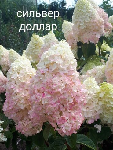 молодая гвардия московская: Саженцы цветка: Гортензии, Самовывоз, Бесплатная доставка, Платная доставка