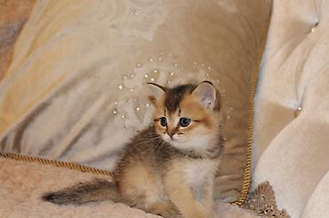 Pişiklər: Qızıl şinşilla, Erkək, Dişi — 6