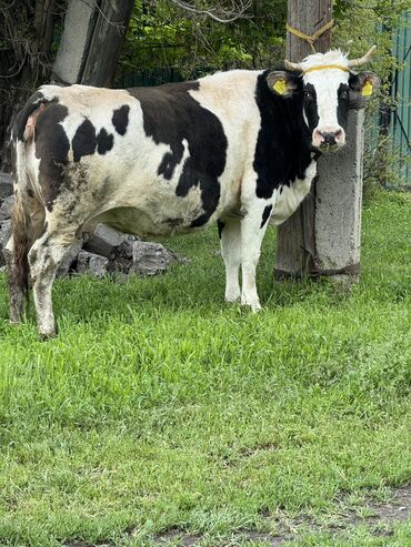Коровы, быки: Продаю глубоко стельную корову стельность 8 месяцев будет 4 отель
