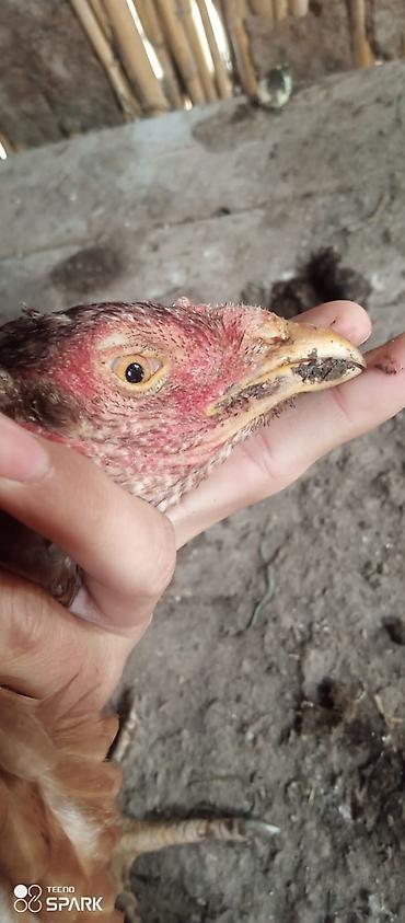 Toyuqlar: Toyuq, Damazlıq — 6