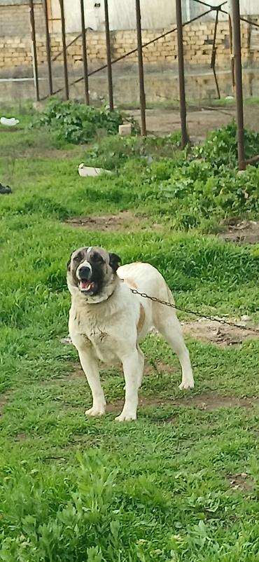 İtlər: Qurdbasar, 10 ay, Dişi, Peyvəndli — 8