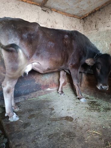 показы 1 354 72 договорная кошка даром британская короткошёрстная 1 год мальчик метис 2 позвонить написать: Сатам | Кунаажын | Бордоп семиртүү үчүн | Байланган