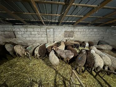 кой сатылат кара балта: Сатам | Ургаачы кой (ургаачы), Козу | Аргын | Союуга | Ургаачы, Токту, Бычылган