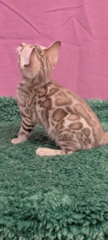 Продажа кошек: Бенгальская, 1 месяц, Девочка, Белый, Кастрирована, Приучена к лотку, Проглистована — 13