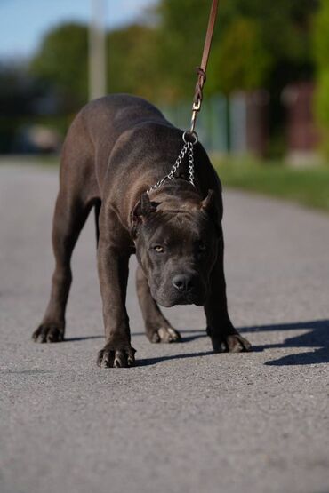 Psi: Plavi XL americki bully na prodaju Rodjen 08.03.2023., kupiranih — 7