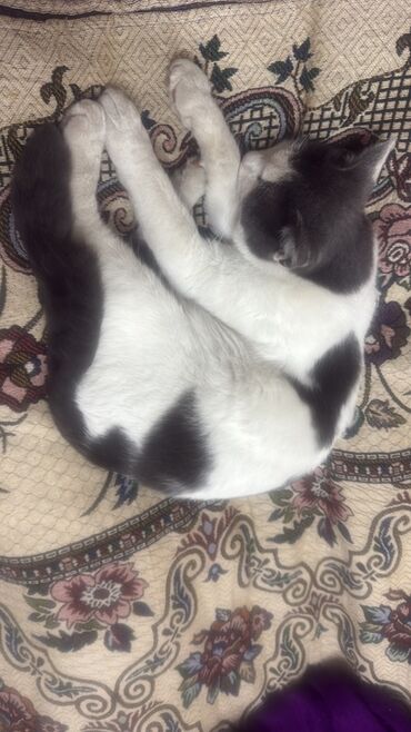 коты на вязку: 8 айлык, Эркек, Биколор, Лотокко барууга үйрөтүлгөн, Курттардан тазаланган, Эмделген