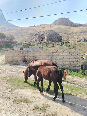 məndə at vasapda: Balanan biryerdə 1300. YORĞA DAYÇADI 7 AYLIĞ DAYÇADI. 6 AYLIĞ AT — 2