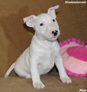 Psi: Stenci Mini Bull terijera, stari dva meseca, Pll, Lad, Lp clear na lalafo.rs — 9 Psi: Stenci Mini Bull terijera, stari dva meseca, Pll, Lad, Lp clear — 9