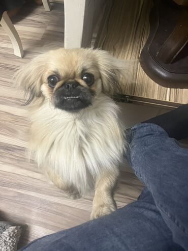 Opel: Pekines, 1 il, Dişi