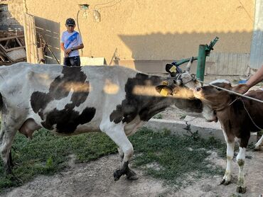 продам ячмень оптом: Продаю | Корова (самка), Тёлка, Музоо, торпок | Для разведения, Для молока | Стельные