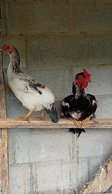 продам кента: Продаю | Куры | Домашняя | Для разведения — 1