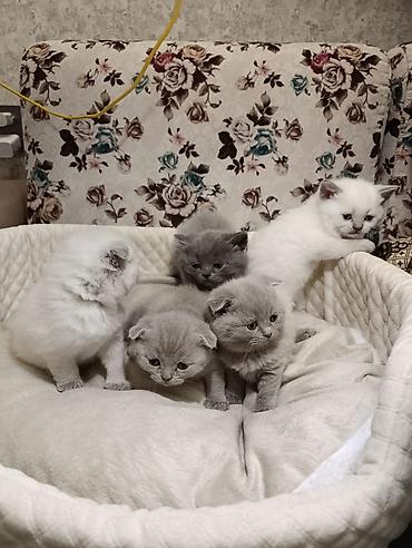 Pişiklər: Şotland, Ödənişli çatdırılma — 2