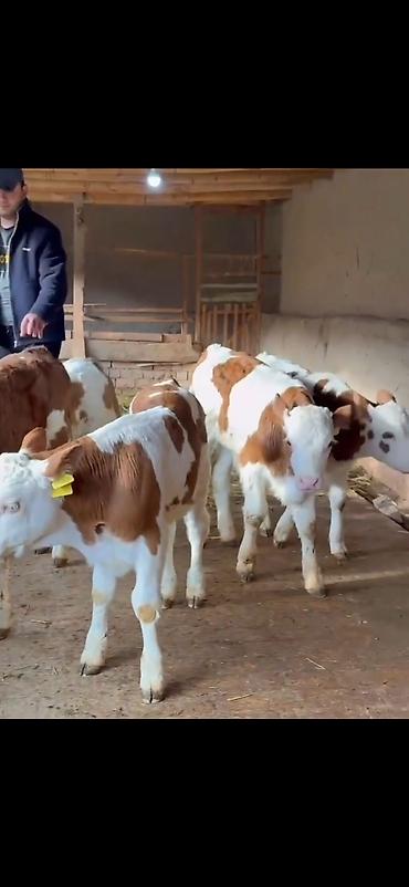 Dana, buzov: Simental tipli buzovlar – ət və süd istiqamətli damazlıq potensialı — 7