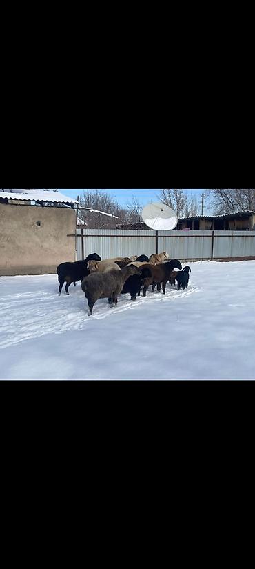 Баран, овца: Продаю | Овца (самка) | Полукровка | Для разведения | Племенные — 5