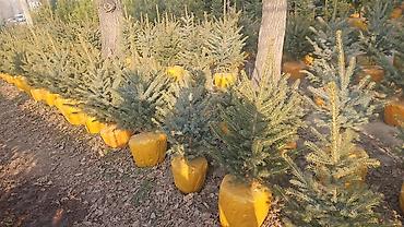 Другие товары для дома и сада: Голубой ель. Тянь-шаньский ель.береза,Пихта,Сосна, сатылат — 5