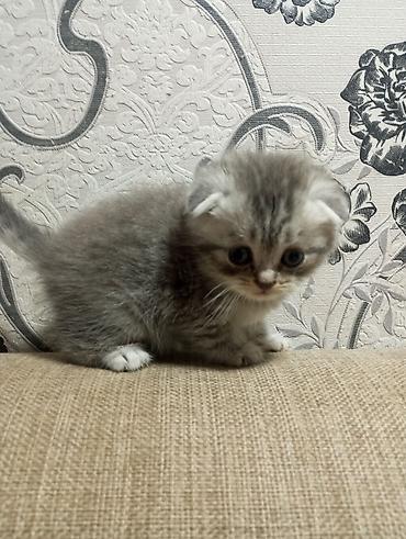 Pişiklər: Şotland yastı qulaq, Erkək, Ünvandan götürmə — 1