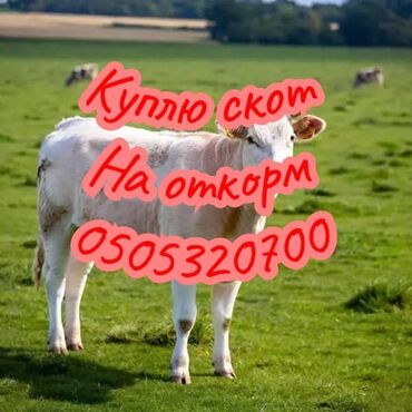 талас животные: Куплю | Коровы, быки, Лошади, кони | Откормленные, На откорм