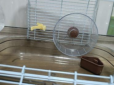 qefes satisi: Şəkildə gördüyünüz hamısı 60AZN Siçan/hamster üçün komplekt qəfəs — 7