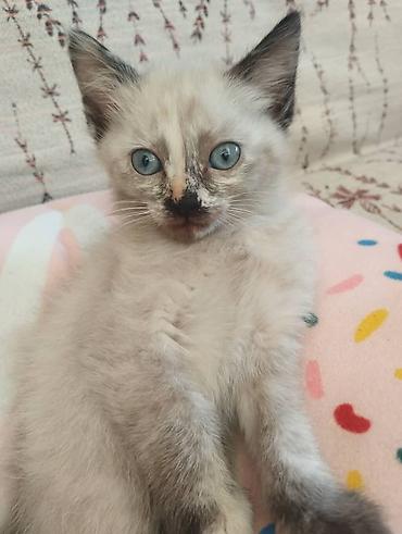 котята простые: Замечательные домашние котята,2девочки и один мальчик. 2месяца,к — 4