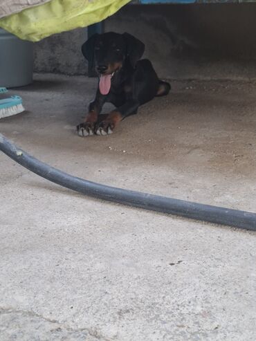 itlər pekines: Doberman, 5 ay, Dişi, Pulsuz çatdırılma
