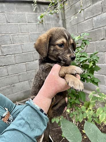щенок хаски: Собака даром: 2 месяца, Самец — 5