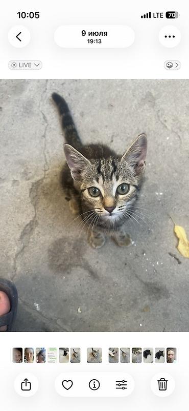 Продажа кошек: 🏡 КОТЯТА ИЩУТ ДОМ! 🐾❤️ Два замечательных малыша — чёрный котик и — 18