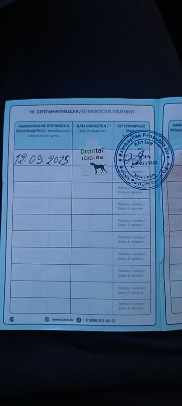 İtlər: Pudel, Sənədli — 7