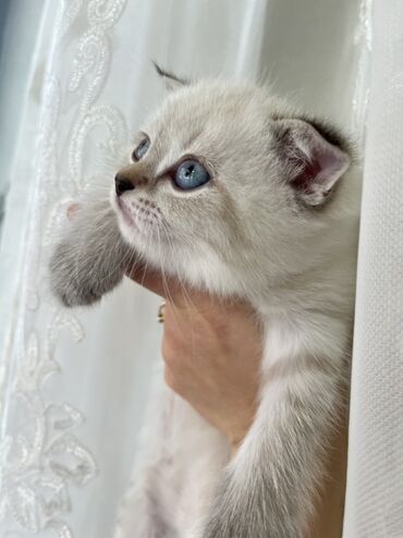 Pişiklər: Şotland, Erkək, Dişi, Ünvandan götürmə -da lalafo.az — 3 Pişiklər: Şotland, Erkək, Dişi, Ünvandan götürmə — 3