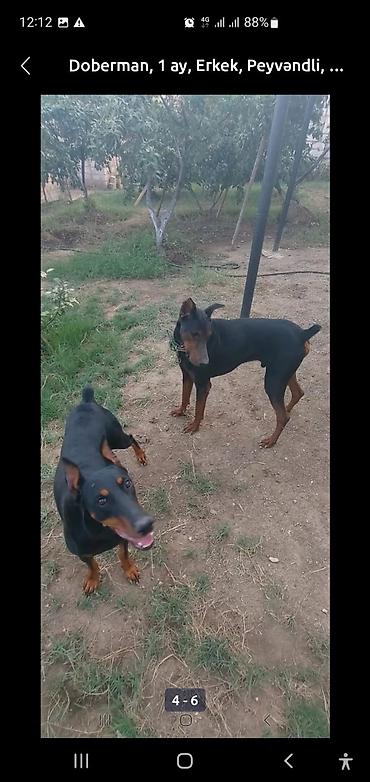zvanok itler: Doberman, 8 ay, Erkək, Peyvəndli — 1