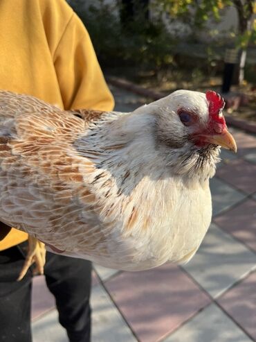 Toyuqlar: Toyuq, Yumurtalıq -da lalafo.az — 2 Toyuqlar: Toyuq, Yumurtalıq — 2