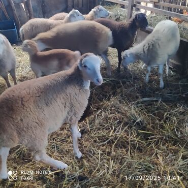 Digər kənd təsərrüfatı heyvanları: Əmlik quzular kiloqramı 10 manat bir az böyük quzular kiloqramı 9 — 9