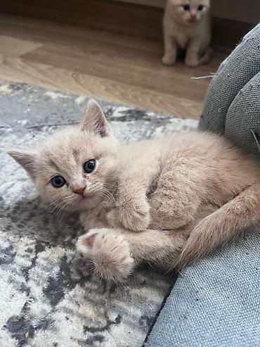 Pişiklər: Britan — 2