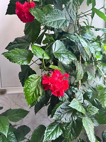 xoruz otu bitkisi: Qırmızı güləbətin (Hibiscus rosa-sinensis) – şlamdan böyüdülmüş — 2