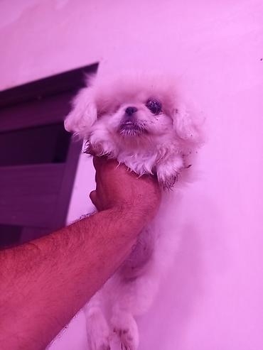 Pekines